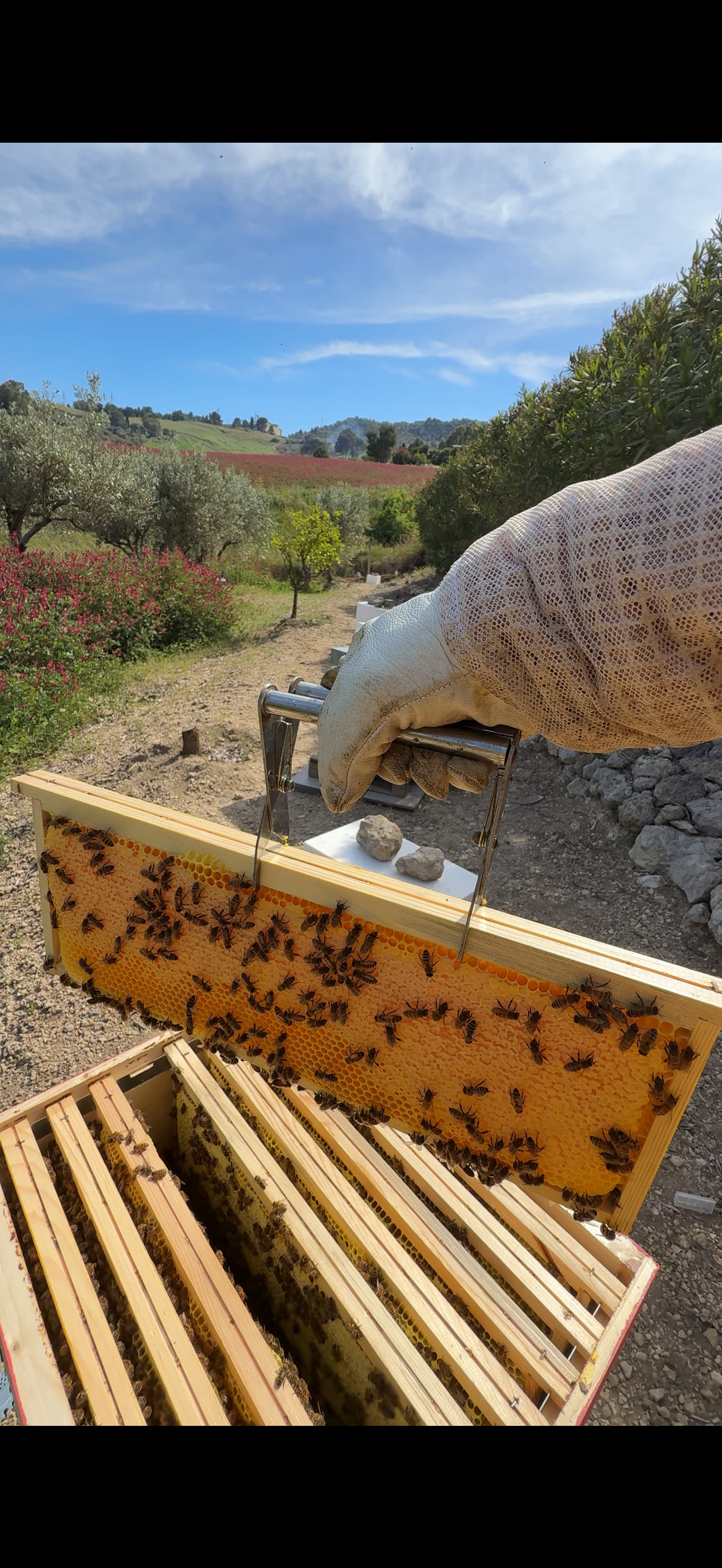 Telaino con api e fioriture sullo sfondo